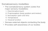 The somatosensory system codes ﬁve major …david/courses/sm12/Lectures/gardner/touch2012.pdf• The somatosensory system codes ﬁve major sensory modalities:! 1. ... free nerve