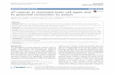 αT-catenin in restricted brain cell types and its ...±T-catenin in restricted brain cell types and its potential connection to autism ... cerebral cortex, ...