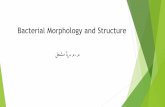 Bacterial Morphology and Structure - | University Of Al ...qu.edu.iq/.../12/Chapter_2_Bacterial_Morphology_and_Structure-3.pdf · Shape of Bacteria Cocci: sphere, 1μm Bacilli: rods