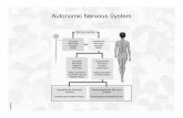 Autonomic Nervous System - Class Lecture... · PDF fileAutonomic Nervous System ... • Adrenergic Receptors: – α, β − receptors. ... Cholinergic System Parasympathetic Drugs