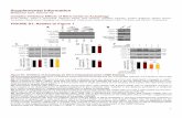 Sarkar MolCell SuppInfo TSC2 Actin D P-S6K P-S6K IKKβ Actin – + Human cortical neurons C P-AMPKα (T1 2) – DETA NONOate DETA NONOate B pcDNA3.1 IKK β-Flag IP: Streptavidin WB: