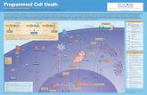 Programmed Cell Death - Tocris Bioscience · Programmed Cell Death ... ASK1 NQDI 1 Bcl-2 Family ARRY 520, AT 101, Bax channel blocker, Gambogic acid, iMAC2, SU 9516, TW 37 Calpains