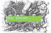 Soil Biology - University of Minnesota Duluthpfarrell/Soils/powerpoint… · PPT file · Web view · 2011-11-17Title: Soil Biology Author: Administrator Last modified by: pfarrell