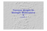 Travaux dirigés de Biologie Moléculaire 5aurelien.chateigner.free.fr/- Biologie moleculaire -/Semestre 3/TD5... · 1ier type de réaction catalysée par l’ADN pol I : synthèse