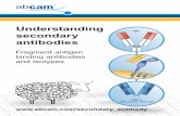 Understanding secondary antibodies - Boston … 2 5-0 5 / 1 0-F F Anti-IgM Anti-IgA Secondary antibodies Anti-IgG H&L Host Target Conjugate Applications Datasheet €¦ Donkey Goat