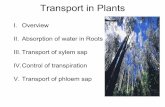 Transport in Plants - Western Oregon Universityguralnl/gural/213Transport in Plants.pdf · Transport in Plants I. Overview II. Absorption of water in Roots III.Transport of xylem