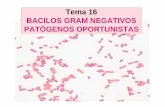 Tema 16 BACILOS GRAM NEGATIVOS PATÓGENOS ...€¢ Otras: endocarditis, artritis, osteomielitis, endoftalmitis … Infecciones nosocomiales por A. baumannii • Cultivo: A. sangre,