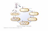 Figure 09: Phage T4 life cycle - faculty.weber.edufaculty.weber.edu/coberg/4154 slides/Transduction.pdf · Figure 09: Phage T4 life cycle ... Figure 03B: Phage T4 plaques on a bacterial