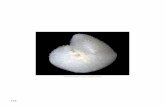 Globorotalia truncatulinoides - Vrije Universiteit 8.pdf · PDF file[Chapter 7]. Planktonic foraminifera collected from sediments form the basis of ... (MIS 7 substages MIS 7a, MIS