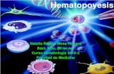 Hematopoyesis - Medicinamedicina.udea.edu.co/emd/hematologia/clases/Hematopoyesis-2010-2… · Hematopoyesis Proceso de formación, desarrollo y maduración de los elementos formes