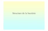 Structure de la bactérie - microbiology.free.frmicrobiology.free.fr/Presentations/structure.pdf · Spore bactérienne • 15 % du poids sec : acide dipicolinique complexé à ions