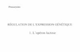 1. L’opéron lactose - ac-aix-marseille.fr · CROISSANCE BACTÉRIENNE EN PRÉSENCE DE GLUCOSE ET DE LACTOSE log D.O. Croissance bactérienne [bactéries] [ONP] T (h) ... ARN de