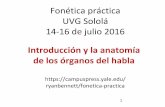 Fonética práctica UVG Sololá 14-16 de julio 2016 · Kaqchikel [χut]jut ‘gusano ... • Cambios en las posiciones de los órganos del habla alteran como pasa el aire por la boca