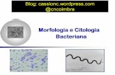 Morfologia e Citologia Bacteriana · Morfologia bacteriana Tamanho Variam de 0,3 por 0,8 μm até 10 por 25 μm Interesse Clínico: medem entre 0,5 a 1,0 μm por 2 a 5 μm