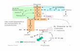 Glucosa GLUCOGENO Via de las Pentosa Fosfato · Esquema de la ruta de las Pentosas Fosfato. Bioquímica II Tema 6 4 Glucosa 6-P 6-fosfoglucono- ... Flexibilidad metabólica en la