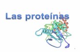 α Conformación β (lamina - ioreza.webnode.es · Funciones y ejemplos de proteínas Índice. ... Proteínas filamentosas Proteínas globulares Heteroproteínas Cromo proteínas