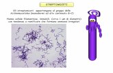 STREPTOMICETI Gli streptomiceti appartengono al gruppo ... · Per la formazione del micelio aereo sono necessari due cluster genici Geni bld (bald=calvo) regolatori Geni ram Rapid