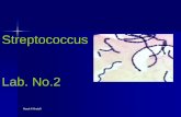 Streptococcus Lab. No - KSU Facultyfac.ksu.edu.sa/sites/default/files/streptococci_0.pdf · Pyogenes (group A β-hemolytic Strept.) Manal Al Khulaifi ... –Single streak of Streptococcus