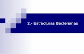 2.- Estructuras Bacterianas - jamontaraz.files.wordpress.com · externa de bacterias Gram negativas y MC de Gram positivas. ... Una sola molécula (cromosoma) circular de ADN de aproximada-mente