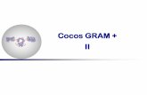 Cocos GRAM + II - cassionc.files.wordpress.com · Importância clínica do Gênero Streptococcus S. pneumoniae–α- hemolíticos Responsável por 70 a 80% de todas as pneumonias.