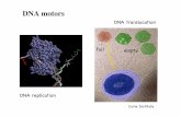 BPM§3.3 (DNA Motoren) - full! empty! DNA motors Curie Institute! DNA replication! DNA translocation!