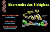 ACIDOS NUCLEICOS nucleotidos PROTEINAS aminoácidos ... · Anillo indol Espectro de absorción Abs ... Mioglobina Triosafosfato isomerasa Angiogenina. Existencia de DOMINIOS en la