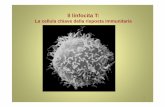 Il linfocita T - autistici.org - presentazioni/Immunologia... · Espressione delle varie proteine in relazione ai diversi stadi di 34 maturazione. ... Confronto tra le caretteristiche