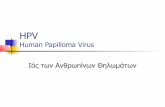 HPV Human Papilloma Virus - chania.gr · Target group Γυναίκες που είναι ή υπήρξαν σεξουαλικά ενεργές και… αυτές που σκοπεύουν