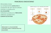 PANCREAS ENDOCRINO - omero.farm.unipi.itomero.farm.unipi.it/matdidFarm/14/17-05-12.pdf · la biosintesi avviene in modo analogo all ... concentrazione di catecolamine surrenali stimola