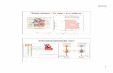 8 gittata cardiaca - · PDF fileparasimpatica del SNA; presentano 5 ... • Contrazione muscolare che comprime le vene che riportano il sangue al cuore (pompa muscolare scheletrica)