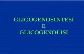 GLICOGENOSINTESI E GLICOGENOLISI - omero.farm.unipi.itomero.farm.unipi.it/matdidFarm/16/lez.14 Glicogeno sintesi e lisi.pdf · ormonale del metabolismo del glicogeno. ... riducendone