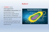 Batteri - flipsart.files.wordpress.com · Innocui •Batteri della pelle Saprofiti •utili Patogeni •dannosi. Batteri In base alla loro forma si distinguono in: