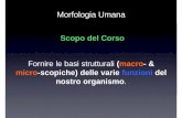 Morfologia Umana - My LIUC - l'Intranet …my.liuc.it/MatSup/2016/N90329/0.Introduzione.pdfEMBRIOLOGIA Dal Gerco Antico ἔµβρυον, embryon, “il non ancora nato” and -λογία