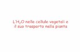 L’H2O nelle cellule vegetali e il suo trasporto nella pianta · E = potenziale elettrico F = costante di Faraday ... Il potenziale idrico è l’energia per unità di volume necessaria
