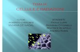 Tema H: CELLULE E RADIAZIONI - lnl.infn.itstages/2016/Presentazioni/Stage_H.pdf · Il passaggio da una fase del ciclo cellulare a quella successiva è sotto il controllo di specifici