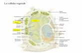 La cellula vegetale - autistici.org La cellula... · La Parete Involucro semirigido che riveste la cellula e che si trova subito al di fuori del plasmalemma e può essere spessa anche