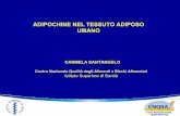 ADIPOCHINE NEL TESSUTO ADIPOSO UMANO - old.iss.itold.iss.it/binary/cnra/cont/Santangelo_Adipochine.1140716443.pdf · Agobiopsia di tessuto adiposo sottocutaneo 6h dopoil pastoe, in