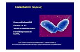 corinebatteri - FISIOKINESITERAPIA-NEWS.ITfisiokinesiterapia-news.it/NewDownload/corinebatteri.pdf · Mycobacterium bovis: ... studio della sensibilità ai farmaci antimicobatterici,