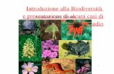 Introduzione alla Biodiversità e presentazione di alcuni ...ciolli/PagineMarco/seminario_biodiversita.pdf · 1 Introduzione alla Biodiversità e presentazione di alcuni casi di studio