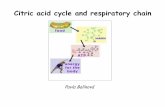 Citric acid cycle and respiratory chainvyuka-data.lf3.cuni.cz/CVSE1M0001/cac_rch(546dbb80aafab).pdfThese reduced equivalents are used to respiratory chain and oxidative phosphorylation