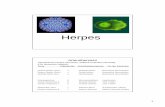 Herpes - kempf.dcb.unibe.chkempf.dcb.unibe.ch/StudentWork/2009/Studenten/260509.pdf · Herpes Simplex Virus I α Orofacial lesions Sensorische Nervenknoten Herpes Simplex Virus II
