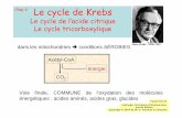 Chap V. Le cycle de Krebs énergétique du cycle de Krebs isocitrate déshydrogénase α-cétoglutarate déshydrogénase succinyl CoA synthétase succinate déshydrogénase malate
