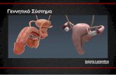 Γεννητικό Σύστημα‘δένες Προδόμου (Bartholini) 4 Ωοθήκες Ioannis Lazarettos MD PhD Orthopaedic Surgeon Σχήμα Αμυγδάλου 4 x 2 x 1cm,