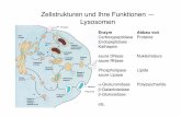 Zellstrukturen und Ihre Funktionen â€” dingerma/Podcast/CytologieWS11_12.pdf  Zellstrukturen und