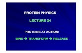 PROTEIN PHYSICS LECTURE 24LECTURE 24 - Aalborg …homes.nano.aau.dk/fp/protein-physics/FinkelsteinLecture24.pdf · Ch t iChymotrypsin Chymotrypsin is one of the serine proteases.