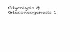 Glycolysis & Gluconeogenesis 1 - Web Publishing · PDF fileEach molecule of the glycolytic pathway has a speciﬁc free energy. Note where ATP is in relationship to every other molecule