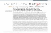 Long noncoding RNA LINC00305 promotes inflammation by ... noncoding RNA_2017.pdf · PDF fileSCITIFIC REPORTS 0 I 0030 1 ncociniico Long noncoding RNA LINC00305 promotes inflammation