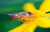 Πρόλογος - stamoulis.gr · Πρόλογος Μελισσοκομία μέσα από διαλόγους. Ένας αρχάριος μελισσο-κόμος μελετά,