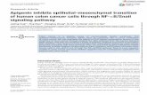 Apigenin inhibits epithelial-mesenchymal transition of ... · Human colon carcinoma cell lines HCT-116 and LOVO, purchased from KeyGen Biotech (Nanjing, China), were maintained according