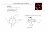 Sauerstofftransport über Eisen - chemie1.uni-rostock.de · Sauerstofftransport über Eisen Hämoglobin: reversibel O 2-bindend, in den Erythrozyten ααββ -Struktur (141 bzw. 146